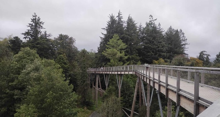 Avondale-Beyond-The-Trees-Walkway Treetop Walk at Avondale House and Forest Park, in County Wicklow