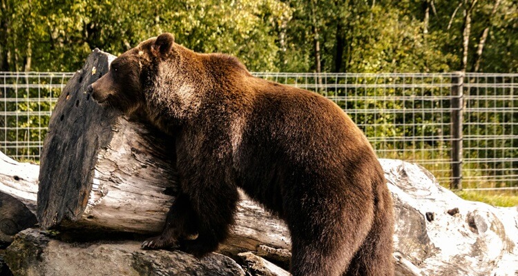 Buncrana_Wild Ireland A brown bear at the Wild Ireland animal sanctuary near Buncrana and Derry City