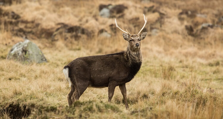 Glendalough - Sika Deer A wild sika deer in Glendalough