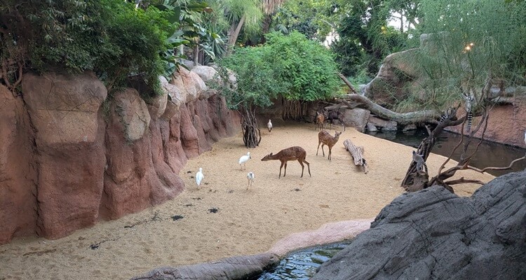 Fuengirola_Bioparc 2 Deer wandering the Bioparc in Fuengirola, a short taxi ride from Benalmadena, Spain